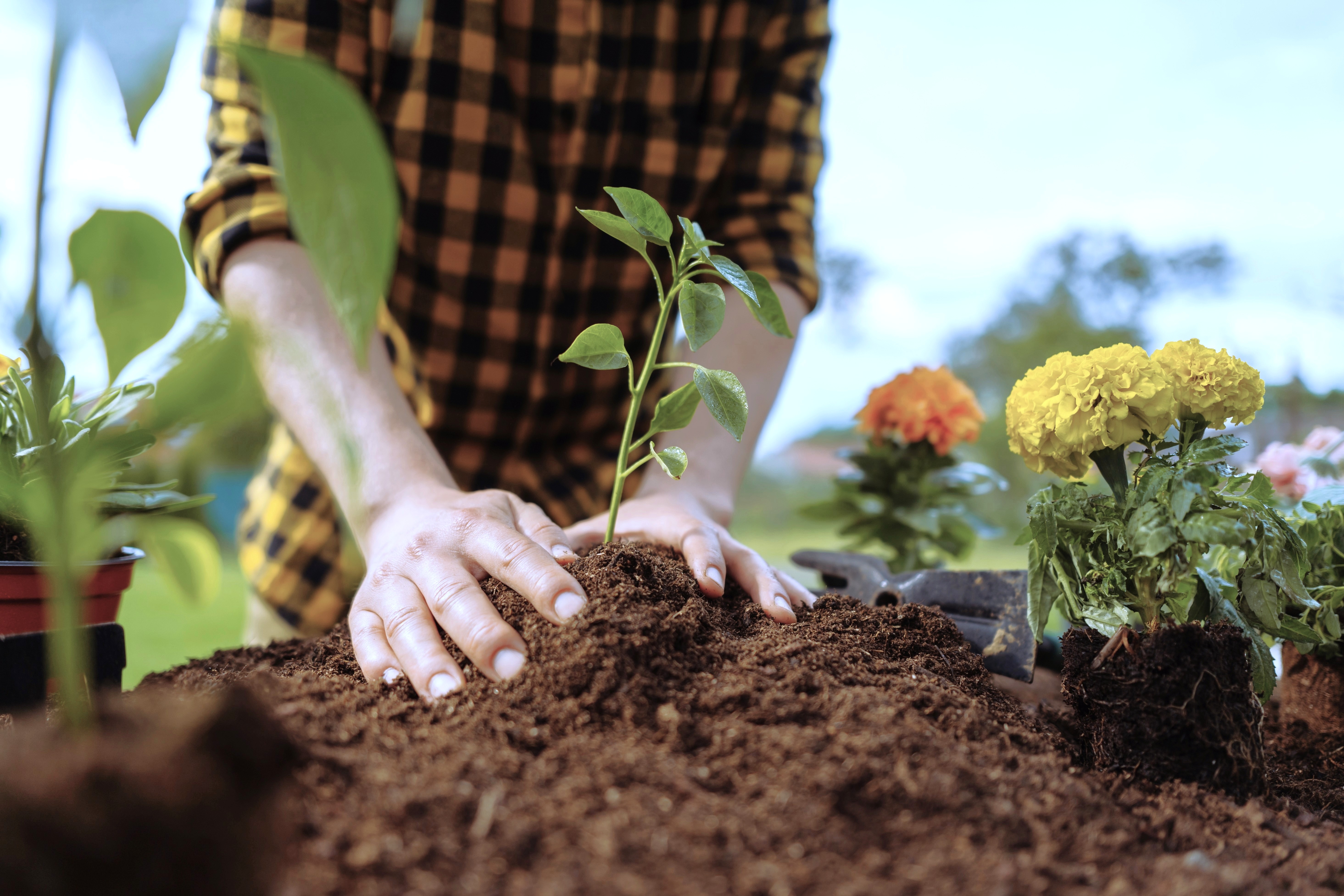 Lindahl advises Seafire on the acquisition of Splendor Plant AB