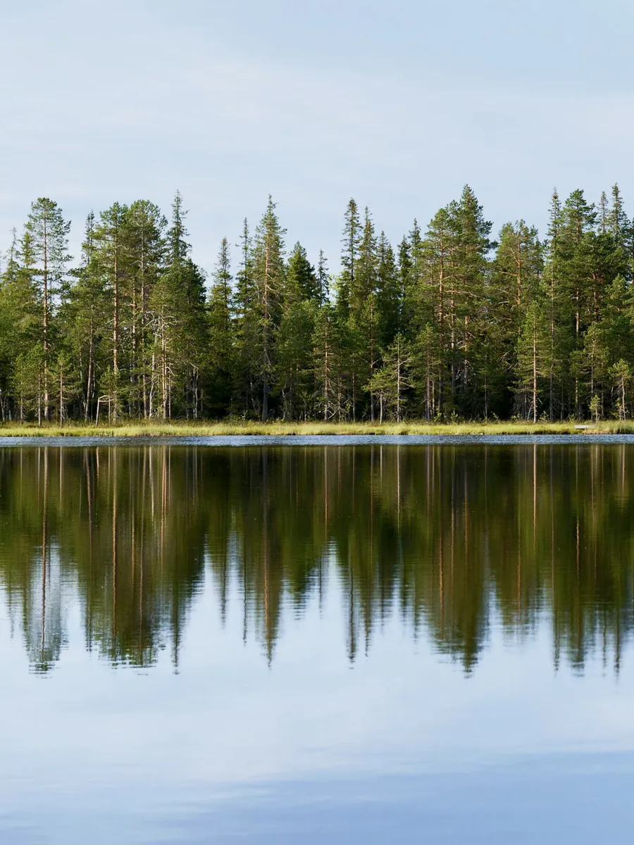 Forrest and lake