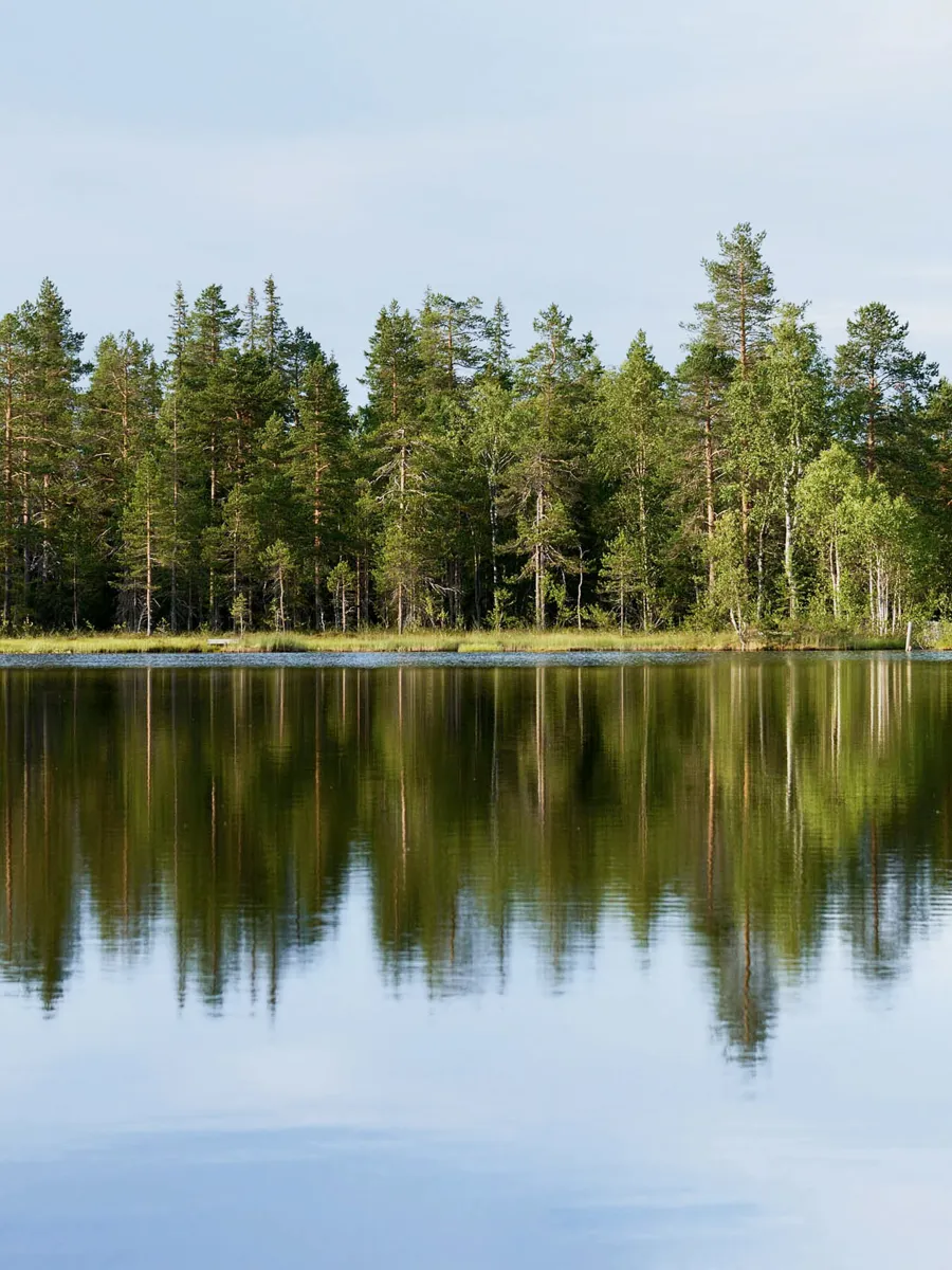 Forrest and lake