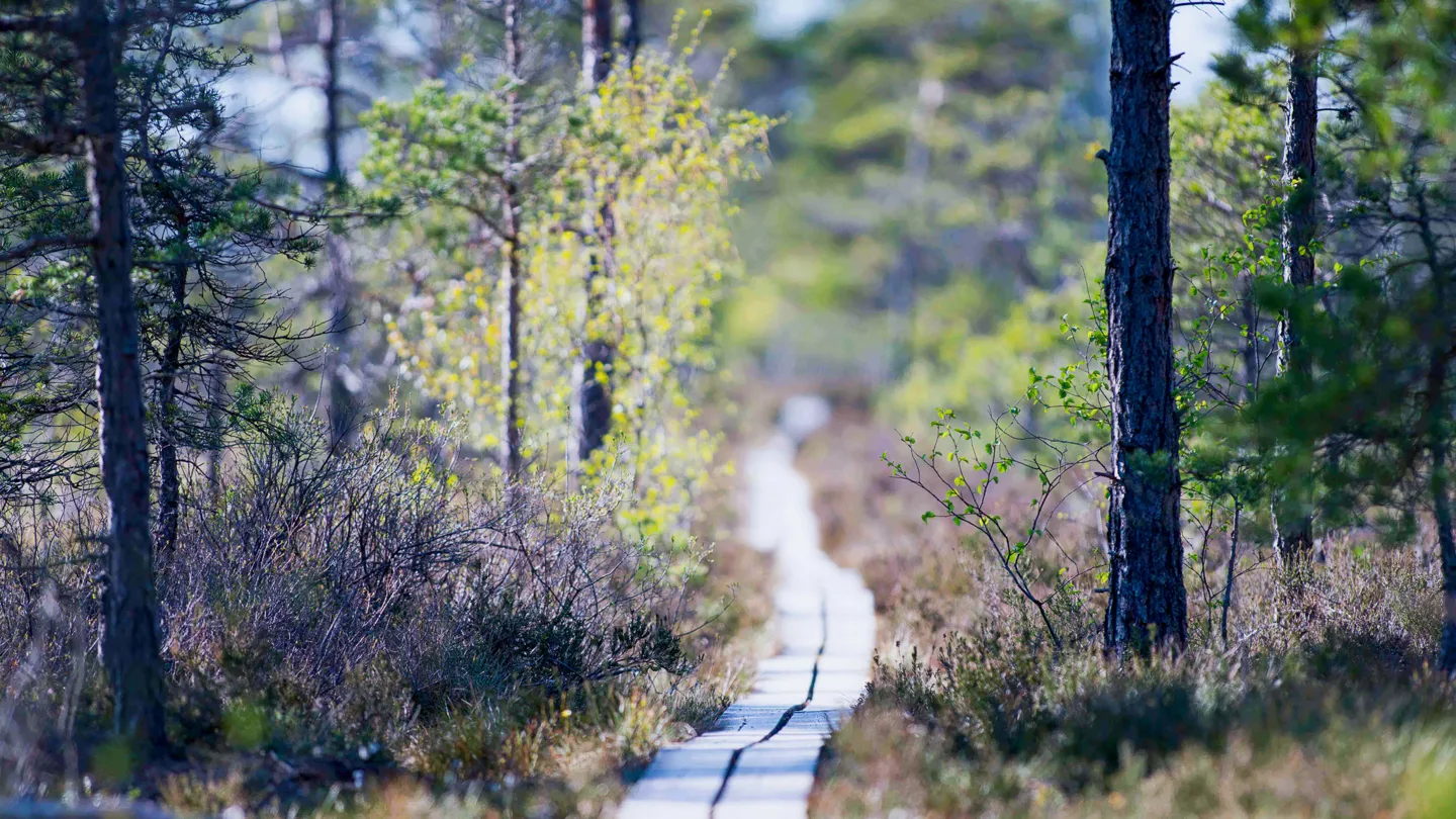 Path through the forest