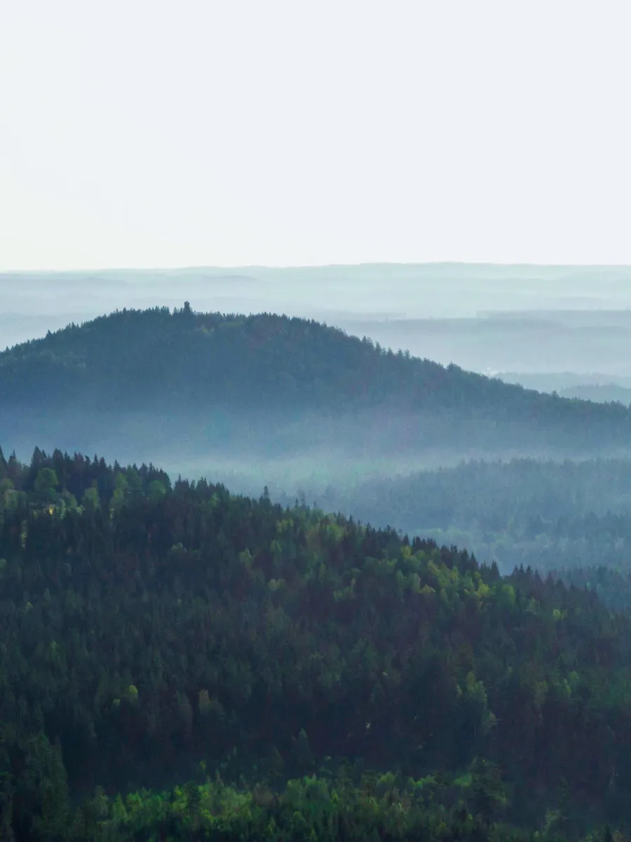 Skog och horisont