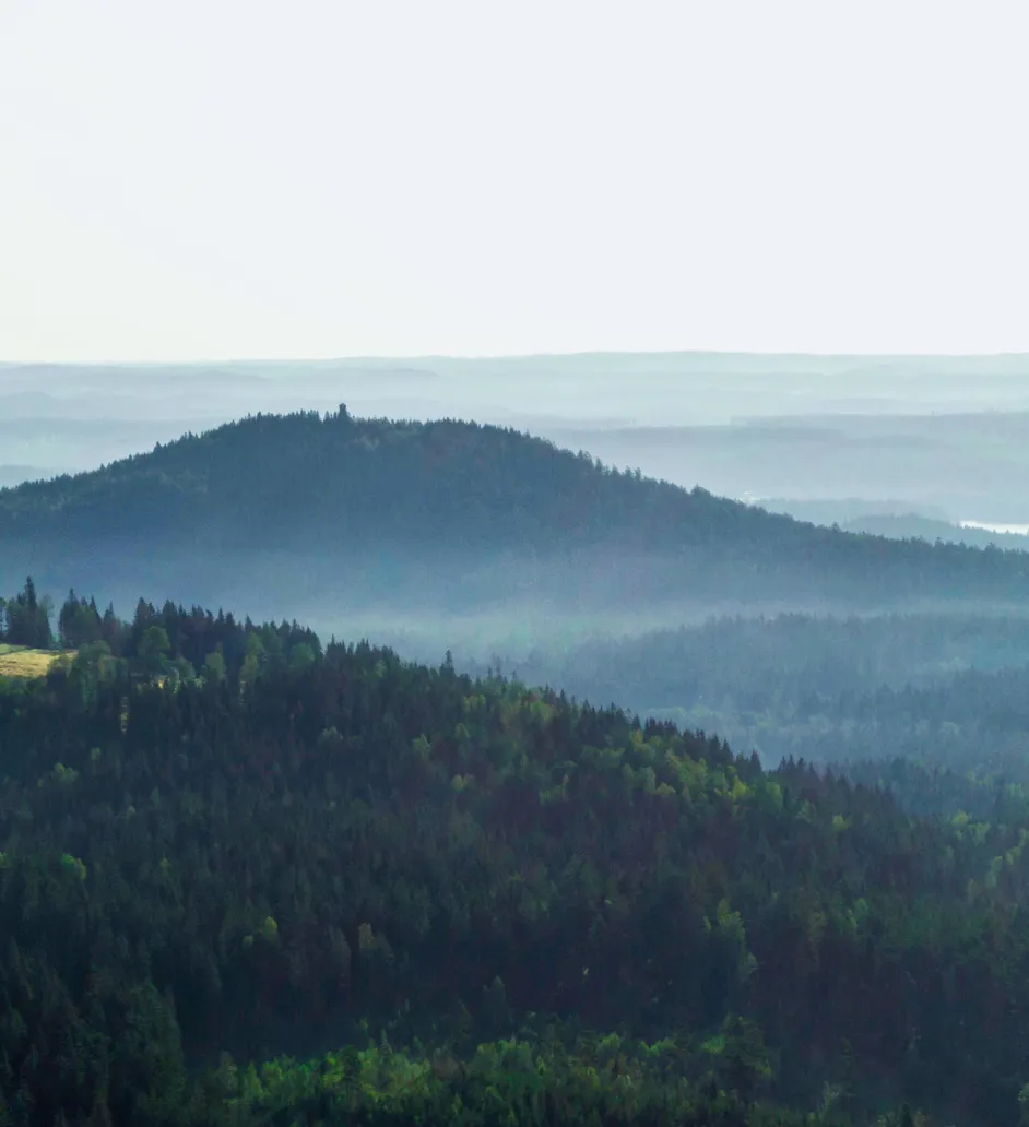 Forrest and horizon
